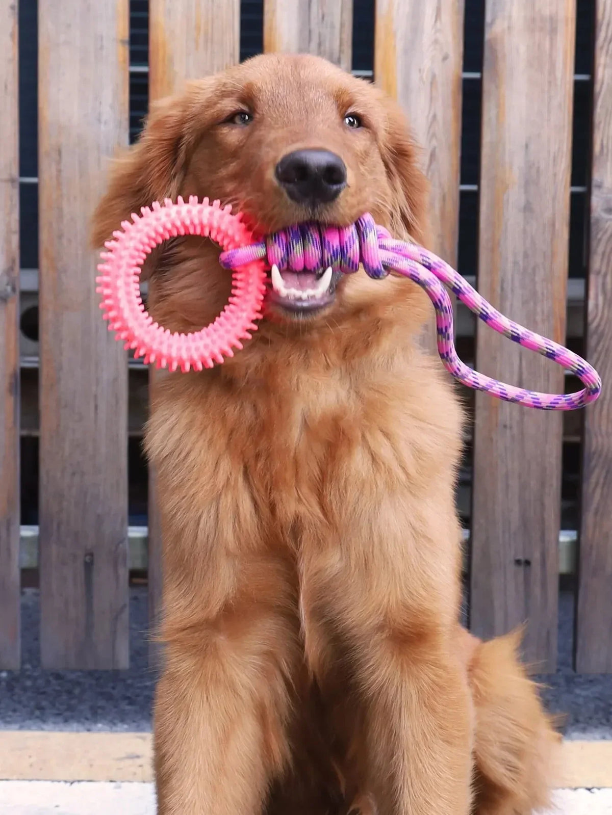 Dog Toys Chew Resistant Nylon Rope Toys Pet Colorful Woven Knot Rubber Toys Dog Self Fun Outdoor Swimming Toys Pet Supplies Pi-Mart