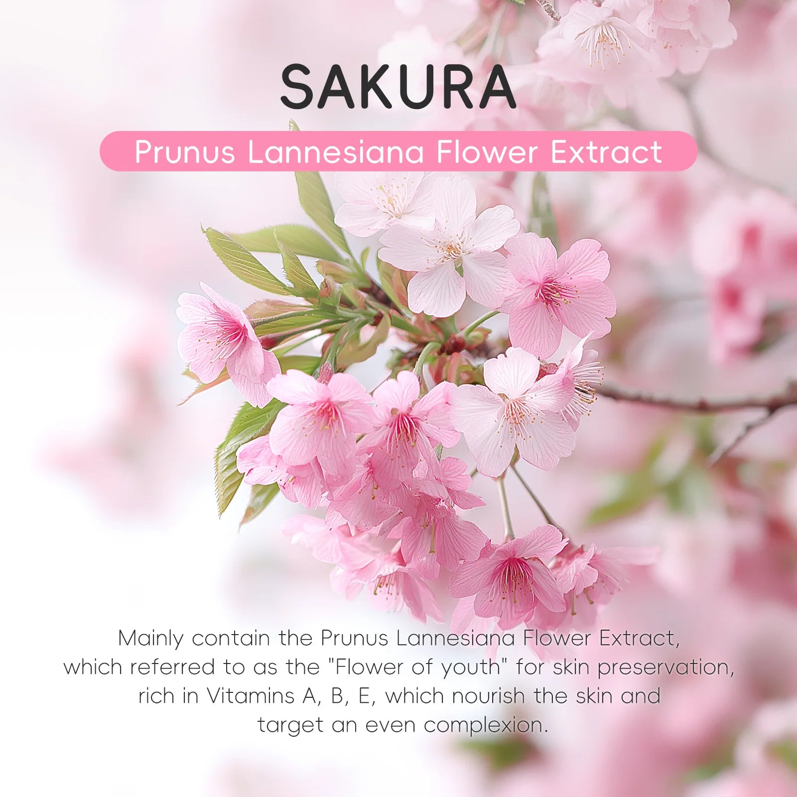 LAIKOU Japan Sakura Clay Mud Mask Hydrating Gentle Cleansing Refreshing Oil Balancing Daily Facial Skin Care Mask 5g Pi-Mart