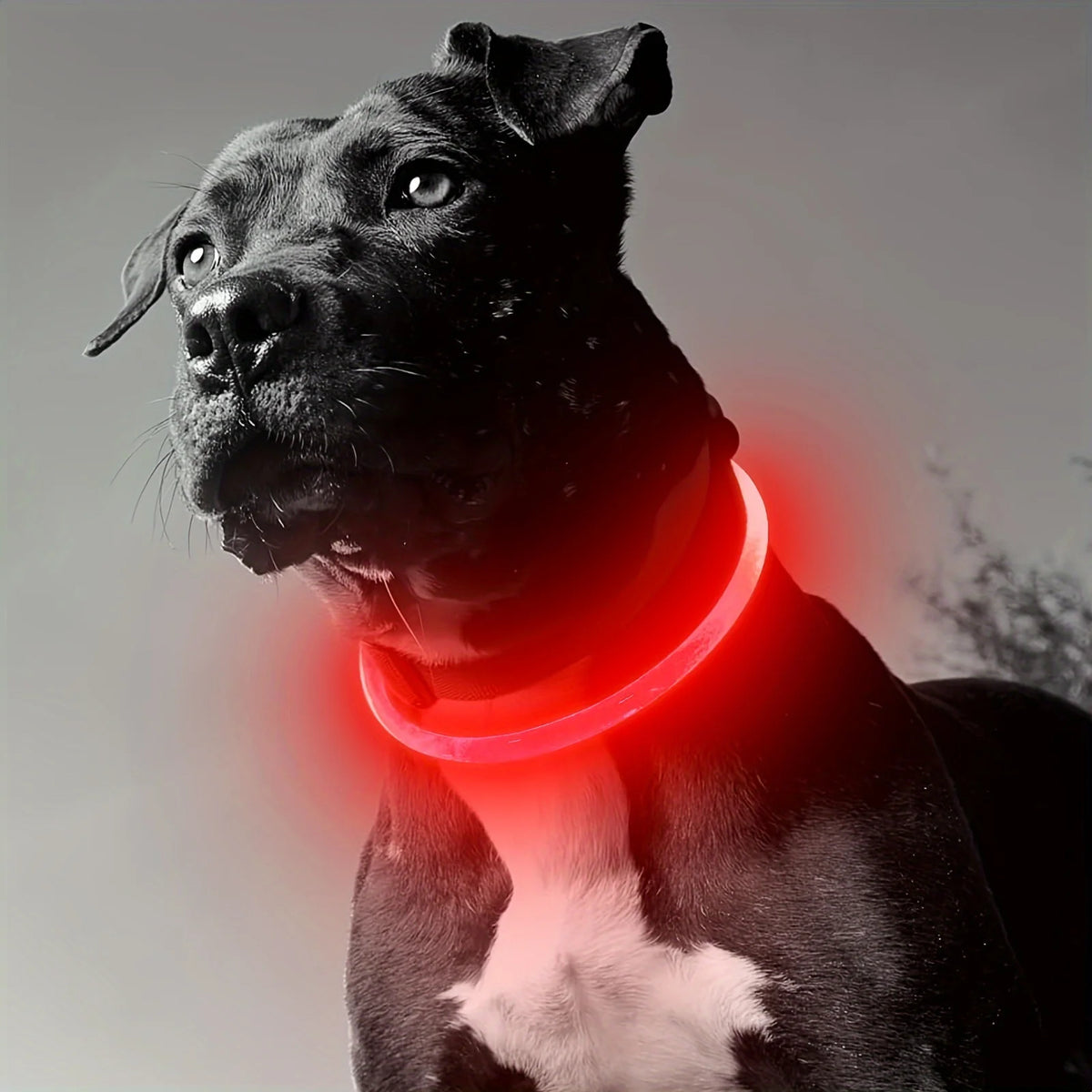 Pet Dog LED Light Collar Luminous Anti-Lost Dog Collar USB Rechargeable Dog Necklace Collar Pi-Mart