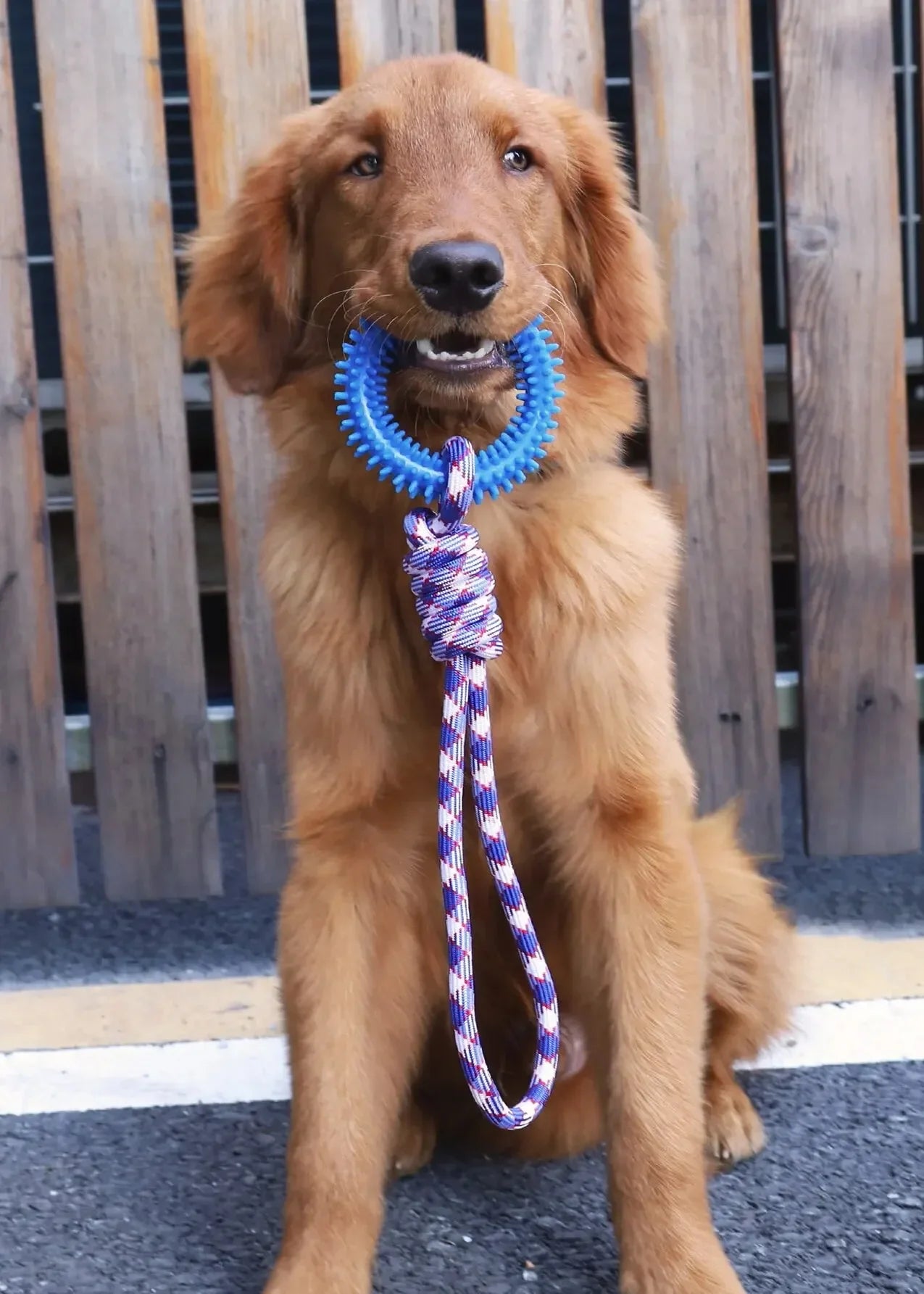 Dog Toys Chew Resistant Nylon Rope Toys Pet Colorful Woven Knot Rubber Toys Dog Self Fun Outdoor Swimming Toys Pet Supplies Pi-Mart