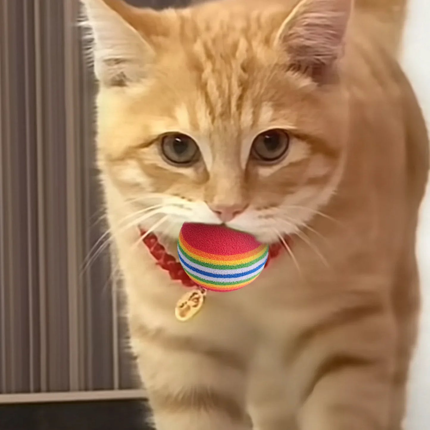 10-100x Colorful Cat Toy Ball EVA Bite-Resistant Elastic Rainbow Ball Kitten Puppy Chewing Training Interactive Toy Pet Supplies Pi-Mart