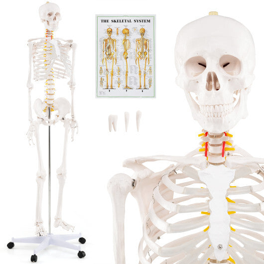 Life Size Human Skeleton Model for Anatomy Anatomical Skeleton with Nerves System