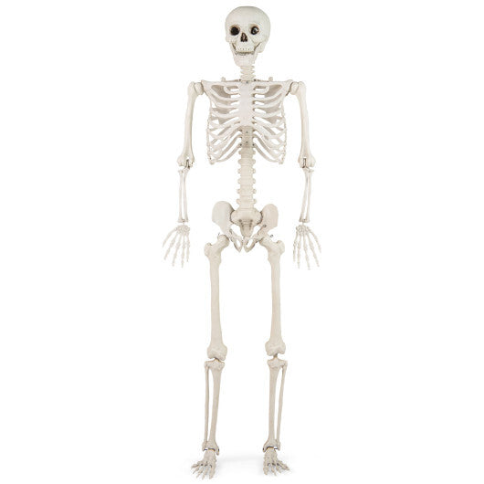 Costway 5.4 FT Halloween Skeleton Decoration Life Size Large Skeleton LuxuryLifeWay Online Store