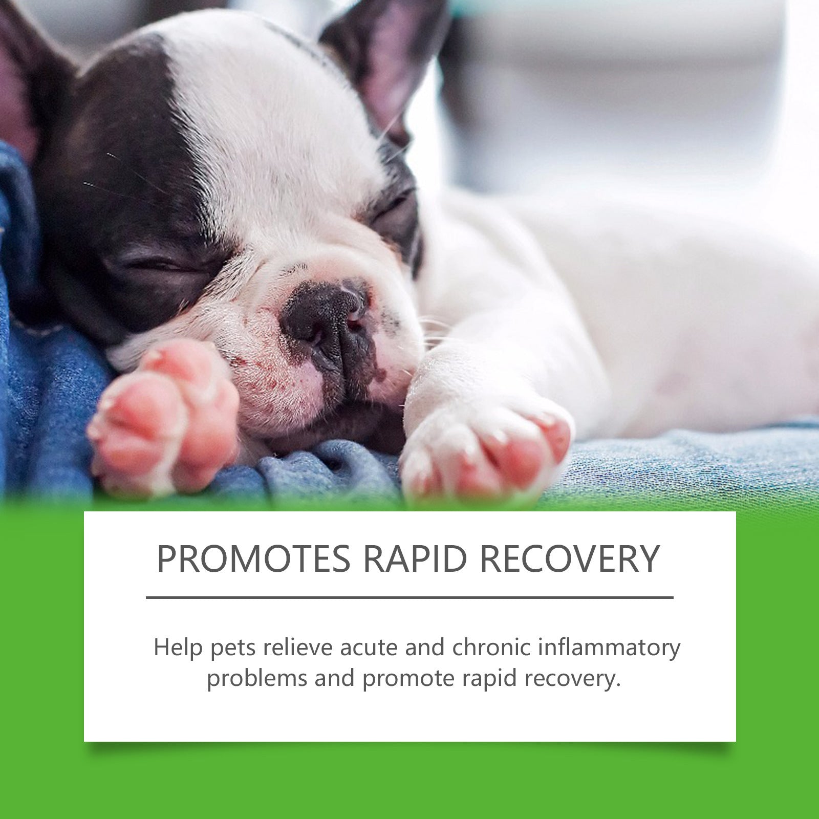 Dietary Supplements For Pets And Dogs Pets Fashion