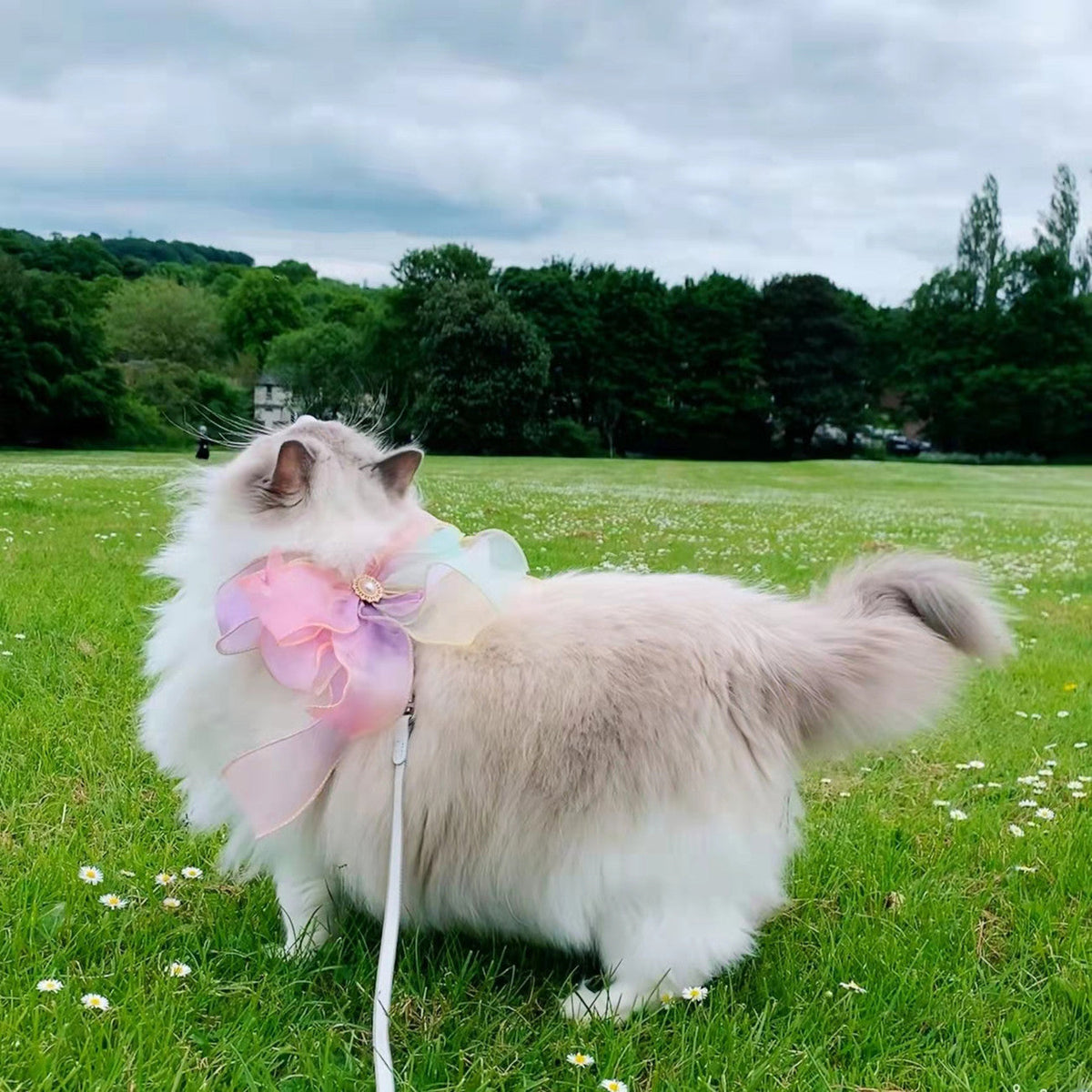 Butterfly Flying Pet Leash Retractable And Break Free Pets Fashion