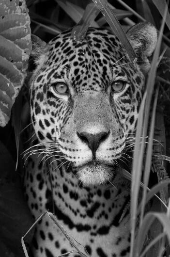 Canvas Animal Posters And Print Wall Decor PearlNestDecor.com