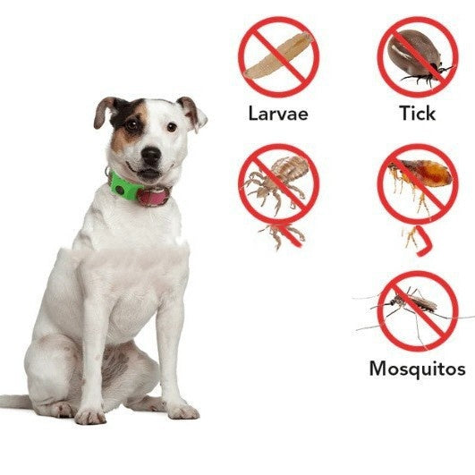 Flea Tick Tick Tick Collar Pets Fashion