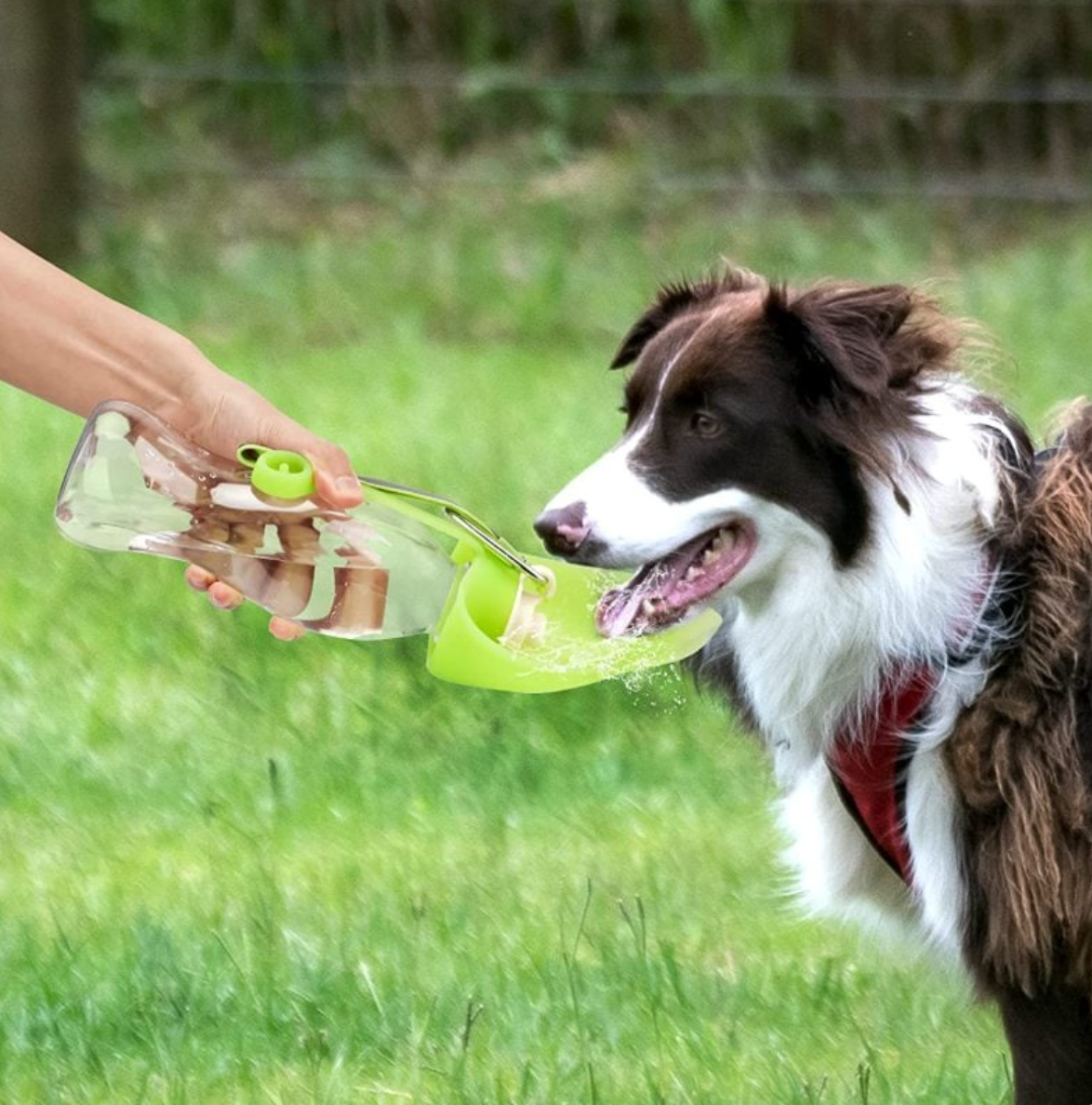 Portable Pet Water Bottle LadyShow.Store