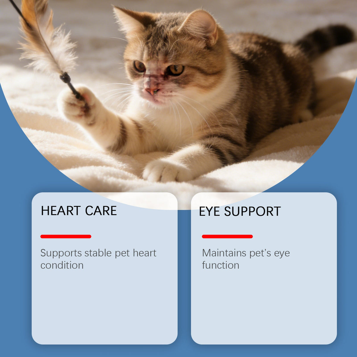 Cat Taurine Powder Pets Fashion