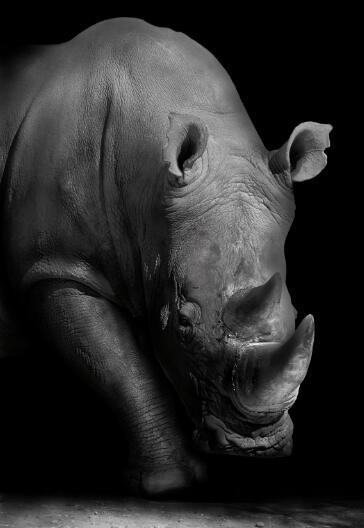 Canvas Animal Posters And Print Wall Decor PearlNestDecor.com