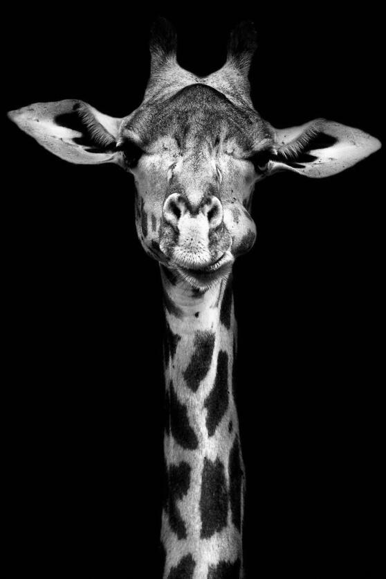 Canvas Animal Posters And Print Wall Decor PearlNestDecor.com