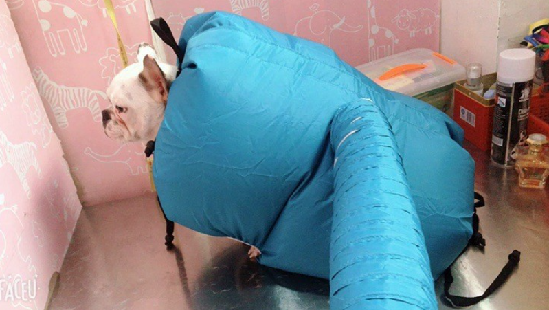 Pet Drying Box, Dryer, and Drying Bag Best YouTube Store