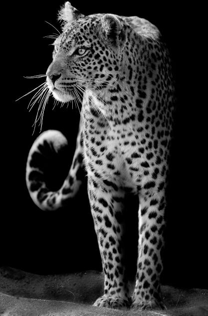 Canvas Animal Posters And Print Wall Decor PearlNestDecor.com