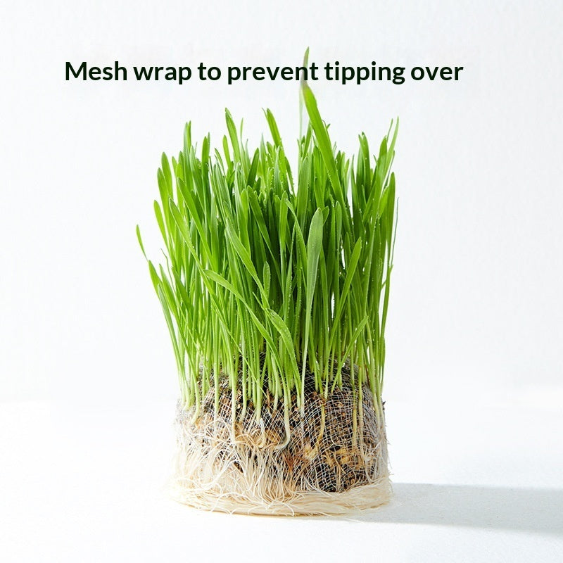 Soil-free Mixed Cat Grass Treats Pets Fashion